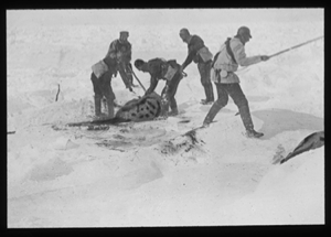 Image: Five men butchering seals, on snow